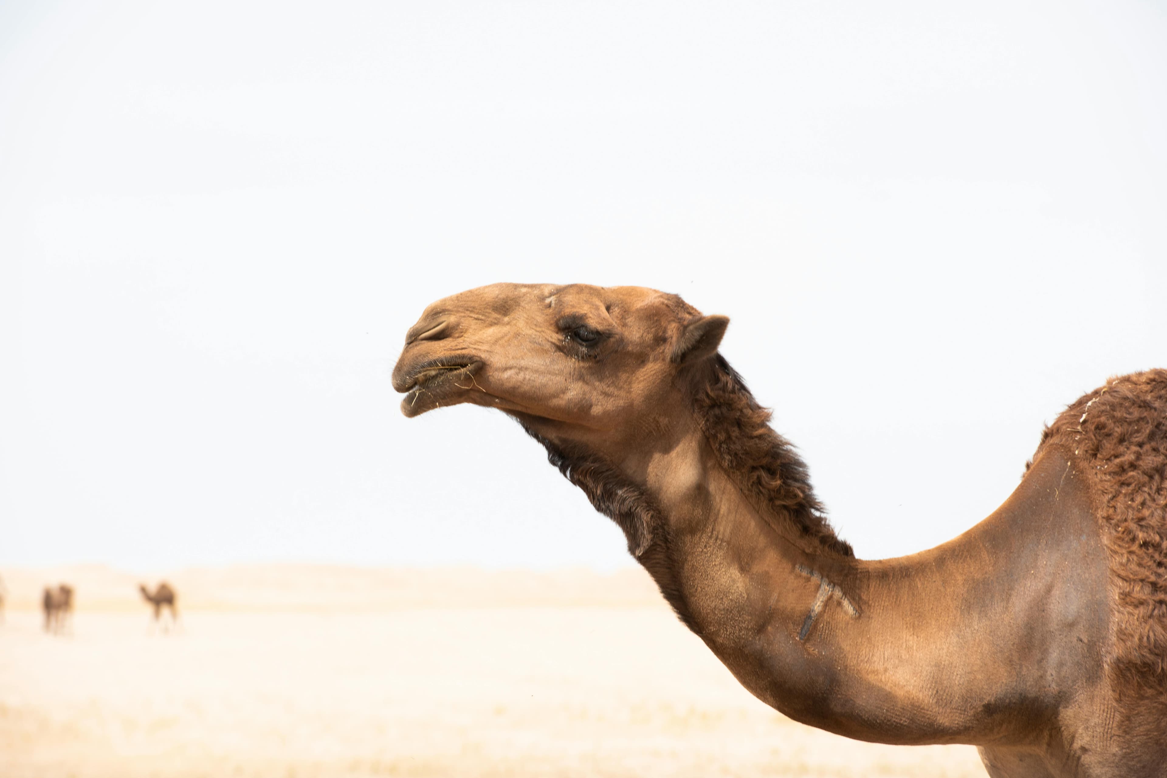 Camel
